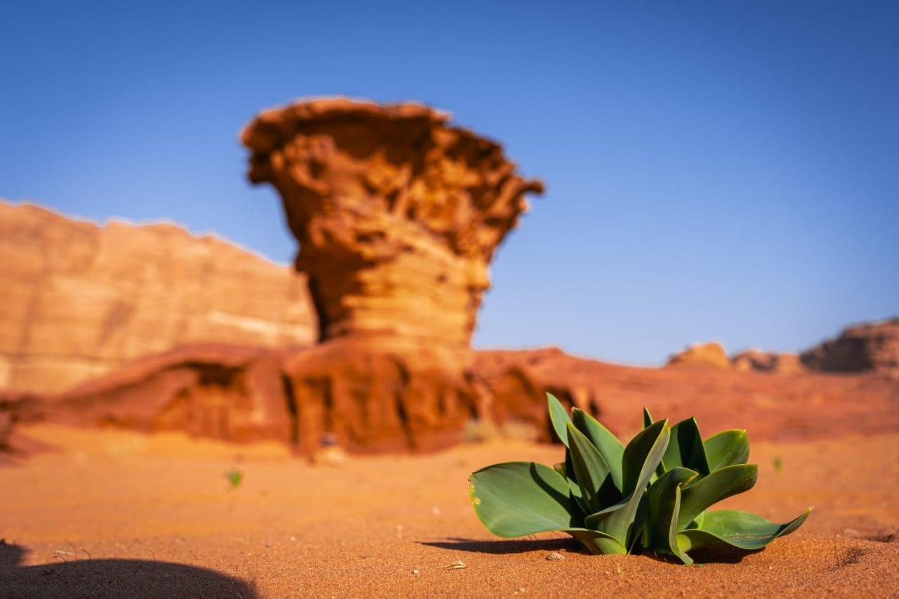 Wadi Rum Secrets Camp Экстерьер фото